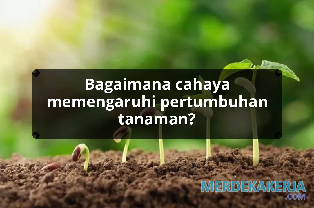 Bagaimana cahaya memengaruhi pertumbuhan tanaman?
