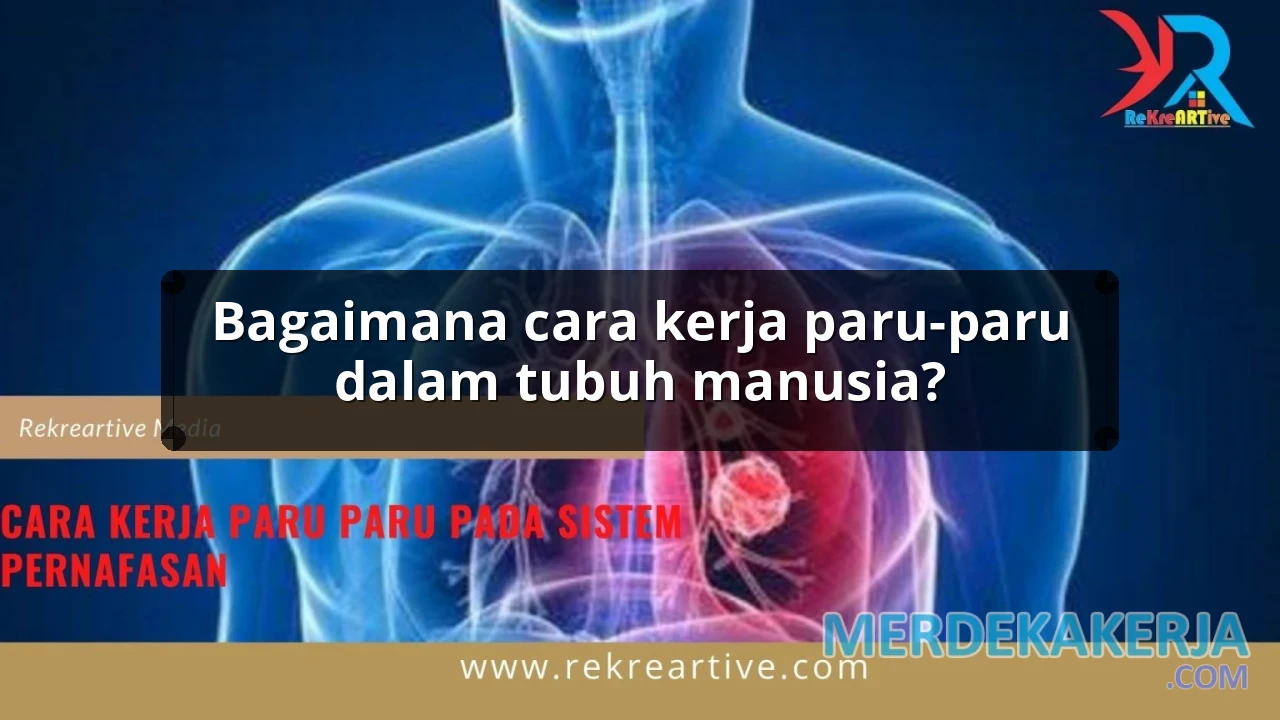 Bagaimana cara kerja paru-paru dalam tubuh manusia?