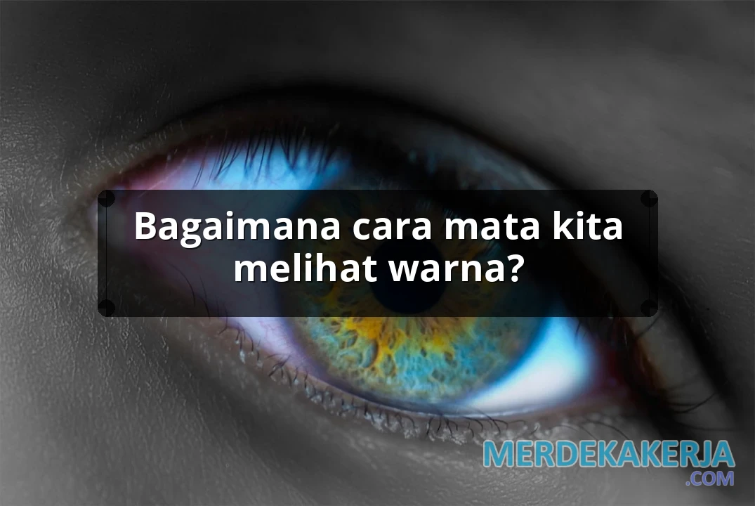 Bagaimana cara mata kita melihat warna?