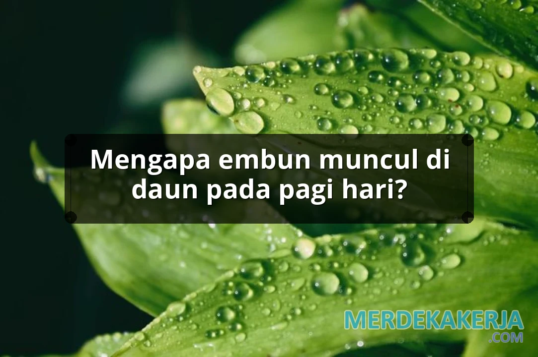 Mengapa embun muncul di daun pada pagi hari?