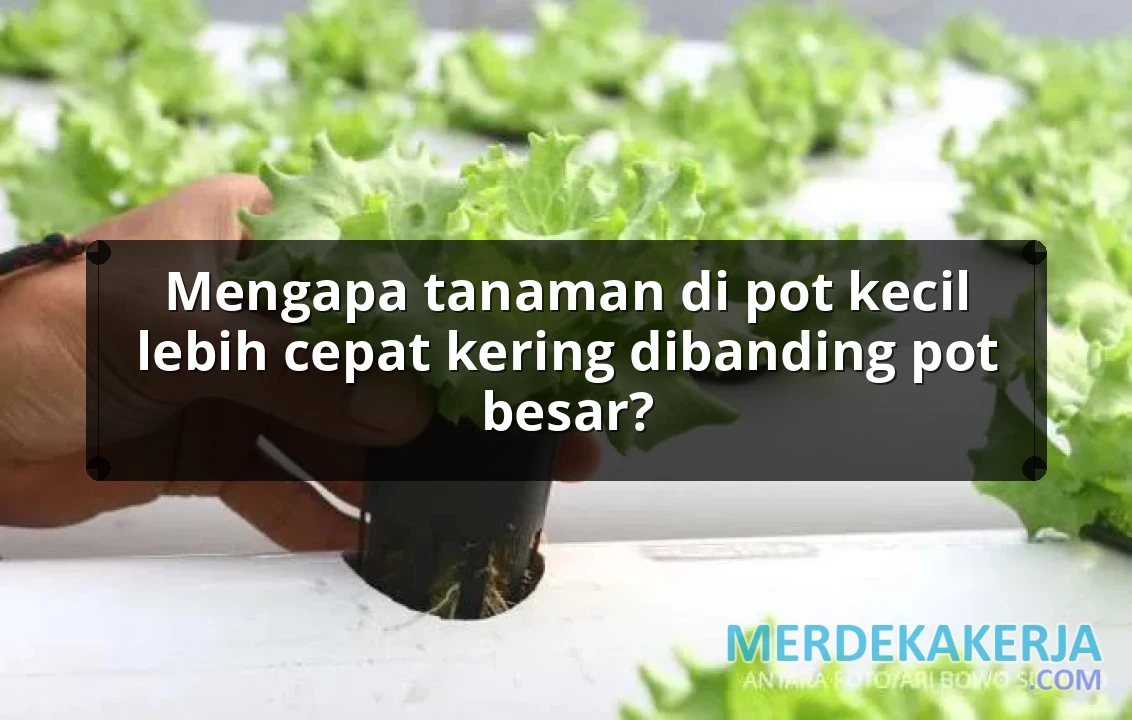 Mengapa tanaman di pot kecil lebih cepat kering dibanding pot besar?
