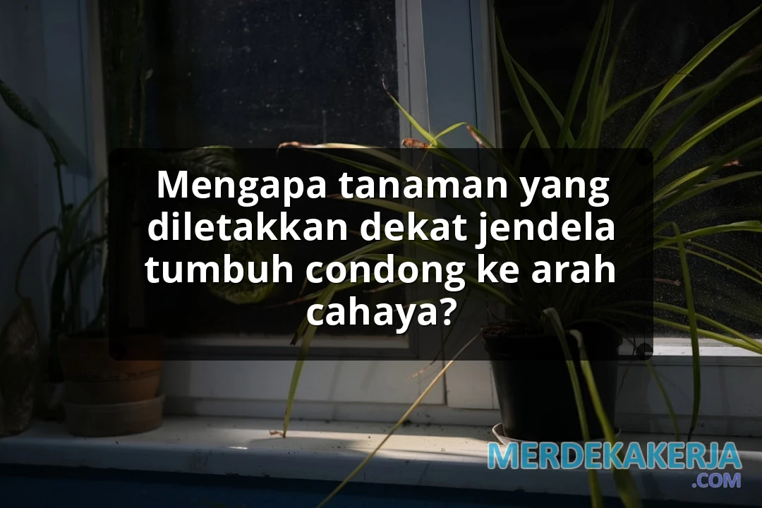 Mengapa tanaman yang diletakkan dekat jendela tumbuh condong ke arah cahaya?