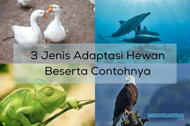 Adaptasi fisiologi untuk bertahan hidup, evolusi
