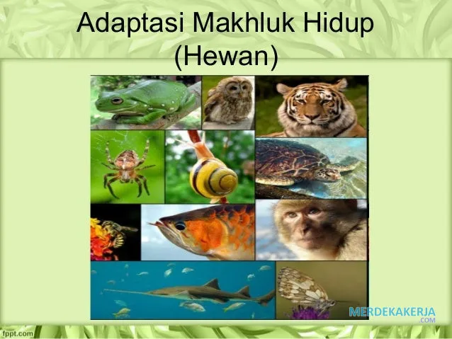 Adaptasi morfologi makhluk hidup Adaptasi morfologi makhluk hidup