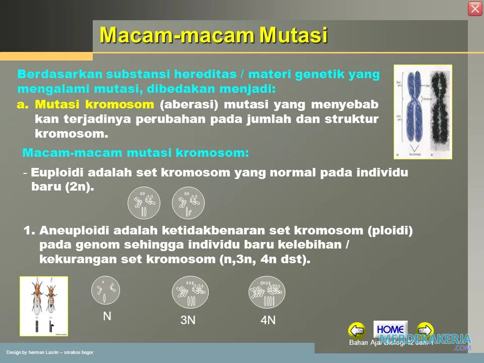 Dampak mutasi gen terhadap makhluk hidup Dampak mutasi gen terhadap makhluk hidup