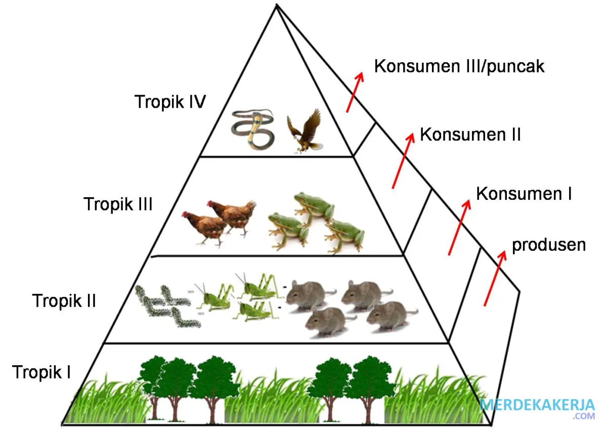 Dinamika populasi dalam ekosistem Dinamika populasi dalam ekosistem