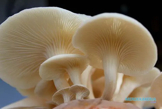 Fungi: Jamur dalam kehidupan sehari-hari Fungi: Jamur dalam kehidupan sehari-hari