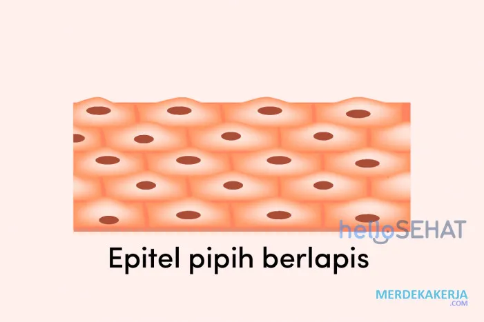 Jaringan epitel: Pelindung tubuh Jaringan epitel: Pelindung tubuh