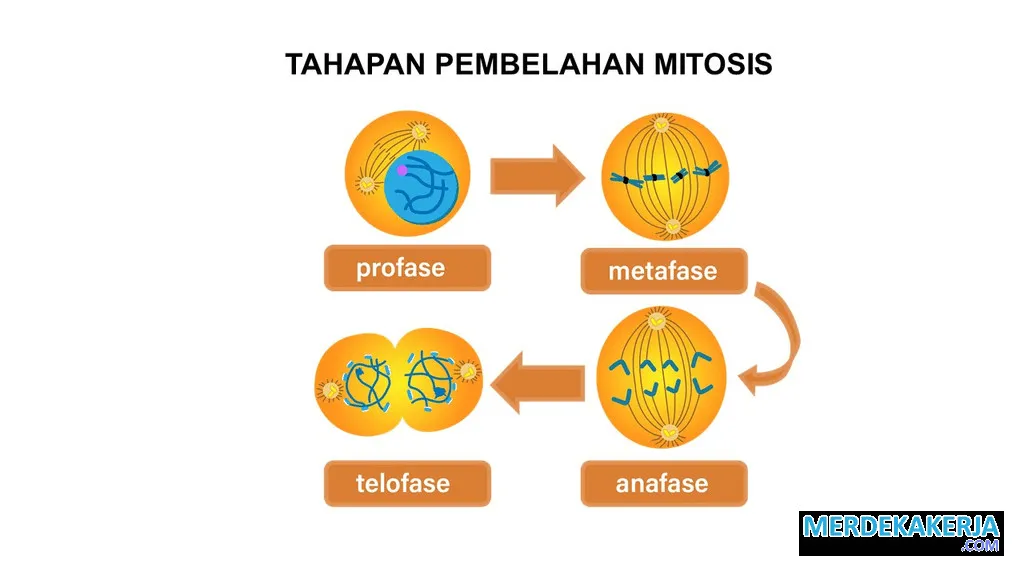 Mitosis: Replikasi sel untuk pertumbuhan