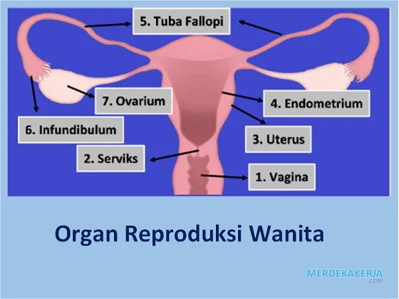 Proses reproduksi pada manusia