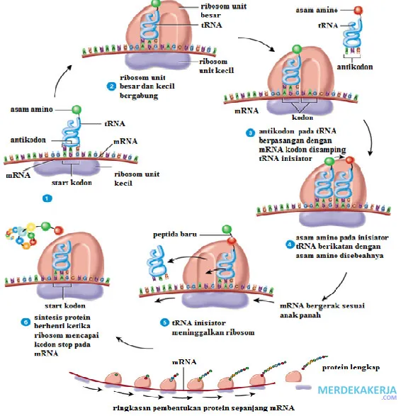 Proses sintesis protein dalam sel