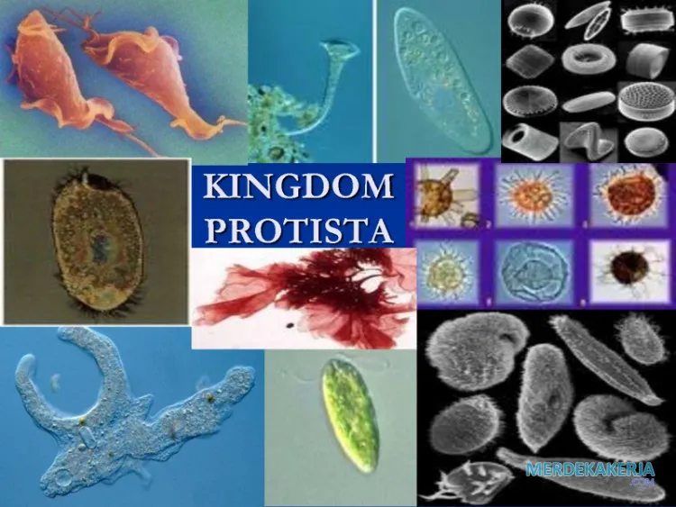 Protista: Dunia mikro yang menakjubkan Protista: Dunia mikro yang menakjubkan
