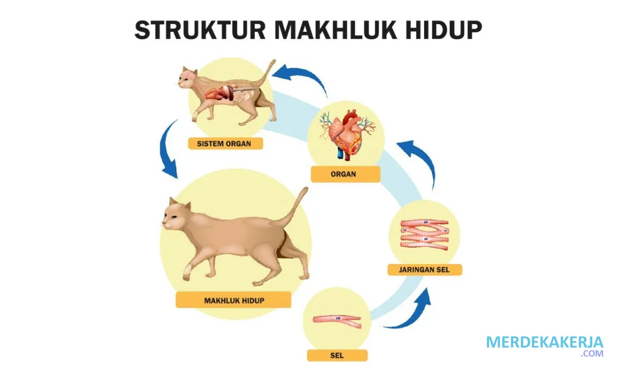 Ragam jaringan penyusun makhluk hidup Ragam jaringan penyusun makhluk hidup