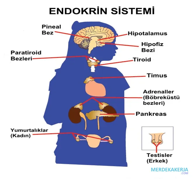 Sistem endokrin: Hormonal pengatur tubuh.