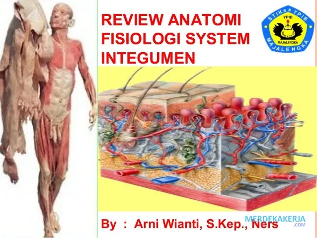 Sistem integumen: Perlindungan kulit tubuh