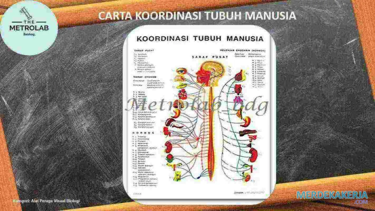 Sistem koordinasi tubuh manusia Sistem koordinasi tubuh manusia