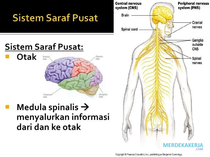 Sistem saraf: Mengendalikan gerak dan respons Sistem saraf: Mengendalikan gerak dan respons
