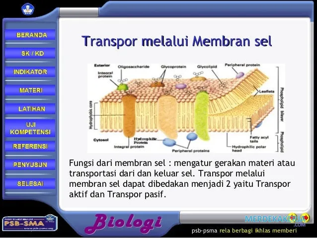 Transportasi membran: Gerakan zat dalam sel Transportasi membran: Gerakan zat dalam sel